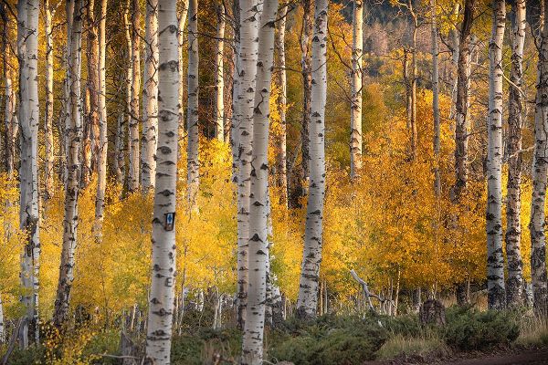 Jaynes Gallery 아티스트의 USA-Utah-Ashley National Forest Aspen forest in autumn작품입니다.